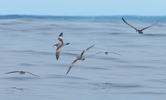shearwaters mainly buller's