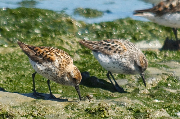 Western Sandpipers, alternative plumage, left