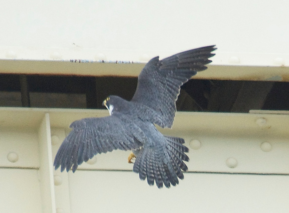 peregrine falcon landing on fruitvale bridge