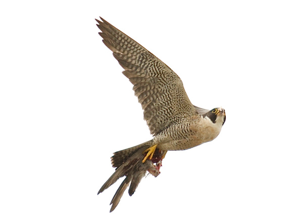Peregrine female carrying food to tease the fledgling into the air