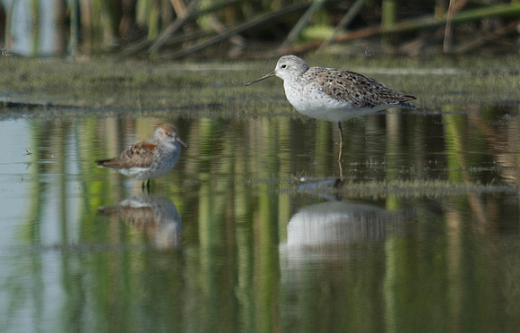 Western and Marsh Sandpipers