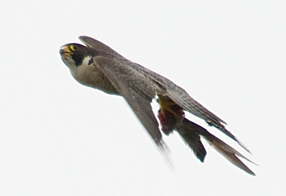 peregrine female carrying food to tease the fledgling into the air