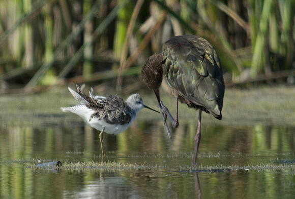 Marsh Sandpiper and White-faced Ibis