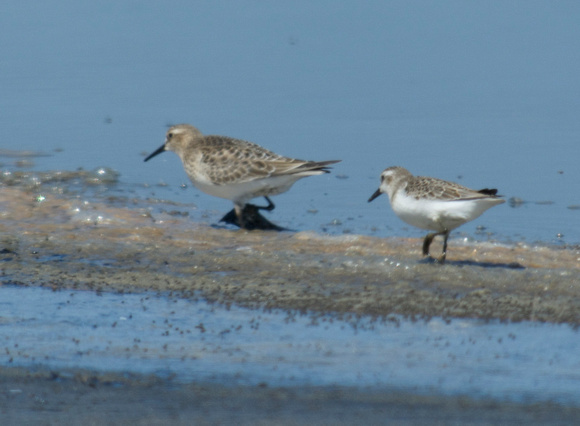 Baird's and Semipalmated Sandpipers