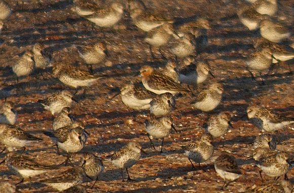 Red-necked stint surrounded by western sdps
