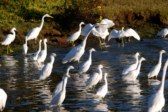 Egrets in Laney College estuary
