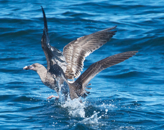 Shearwater attacks gull