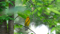 Prothonatary Warbler