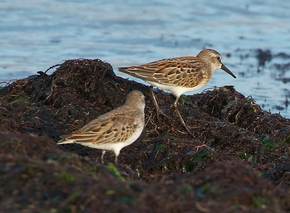 Western Sandpiper- note palmated feet