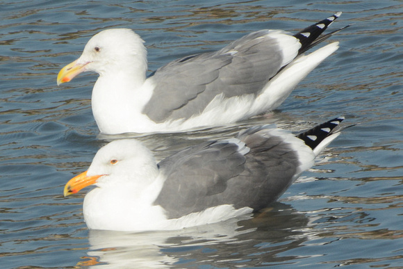western gulls w/ 50 shades of gray