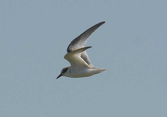 Juvenile Least Tern