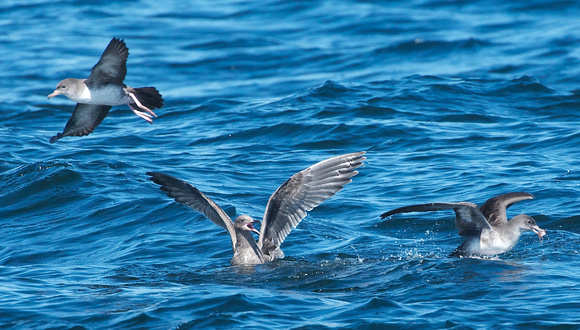 Pink footed shearwater makes off with fish.