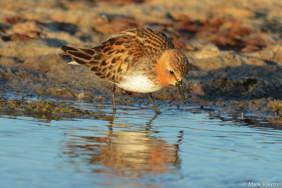 Red-necked Stint reflections