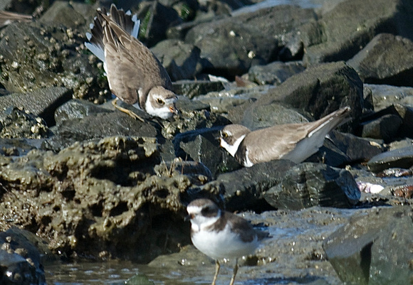 Semipalmated Plovers interacting