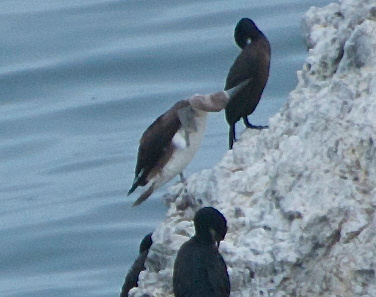 Blue-footed Booby showing light blue foot and beak