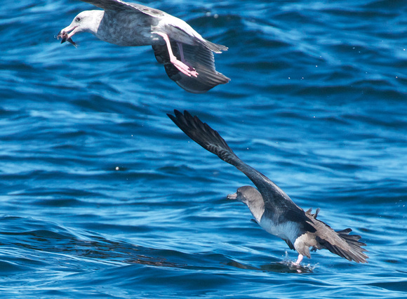 The chase- Gulls get fish, shearwater in pursuit