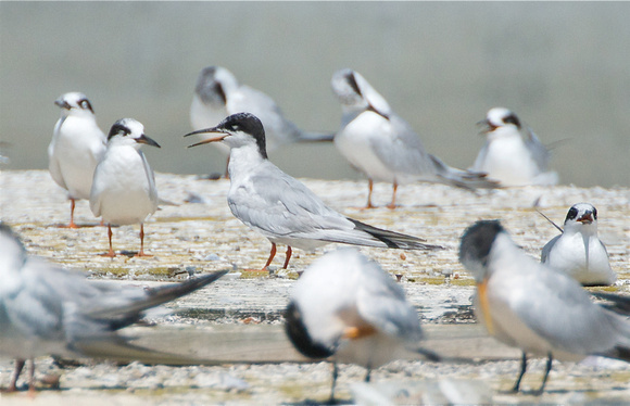 common tern among forester's and elegant terns