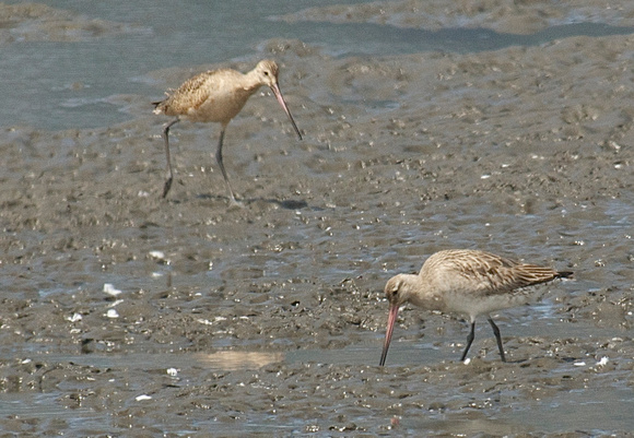 Bar-tailed Godwit- with Marbled Godwit