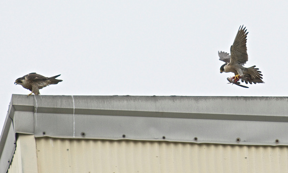 peregrine female carrying food to tease the fledgling into the air
