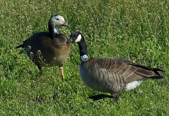 Hybrid Snow/Cackling Goose and Cackling with collar