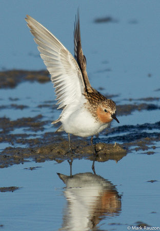 Red-necked stint getting ready to fly