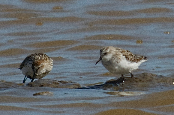 western sand and stint