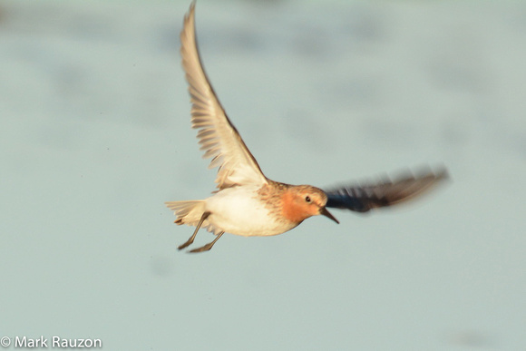 Red-necked Stint takes flight