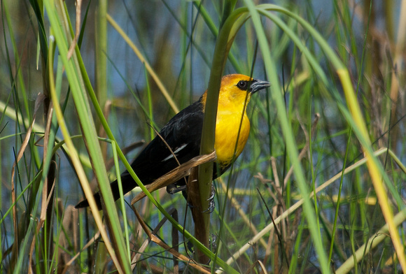 yellow-headed blackbird- male