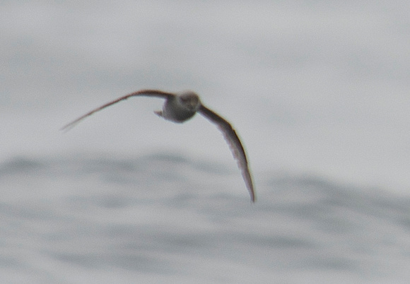 Fork-tailed  Storm-petrel