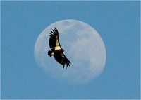 Condor in the moon