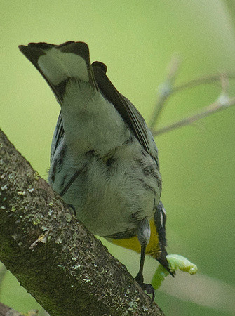 Audubon's Warbler w/ Caterpillar
