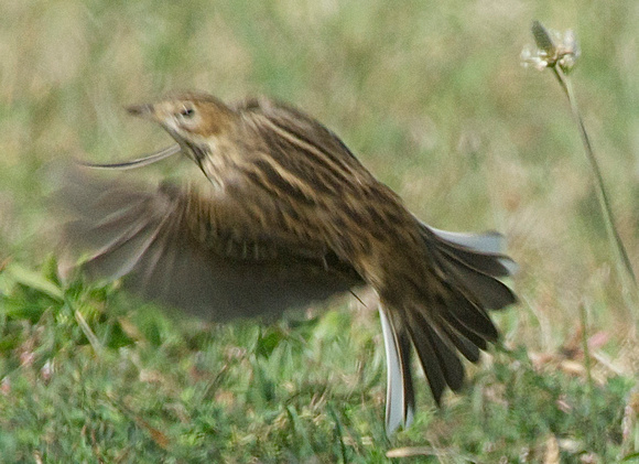 Red-throated Pipit in flight