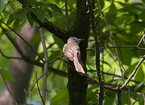 great-crested flycatcher