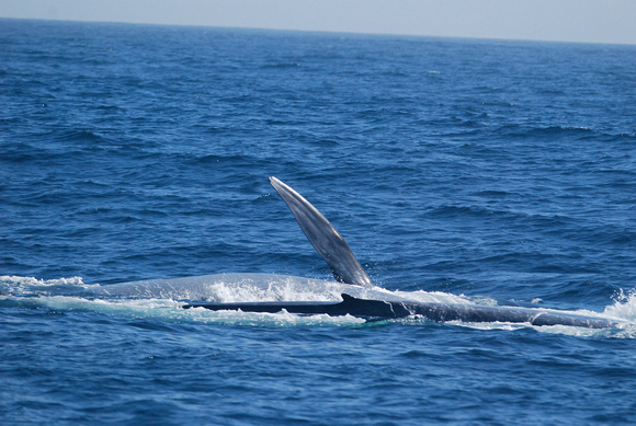 pectoral fin of blue whale, with foreground whale's dorsal fin.