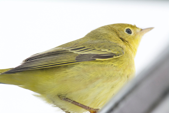 yellow warbler lost at sea