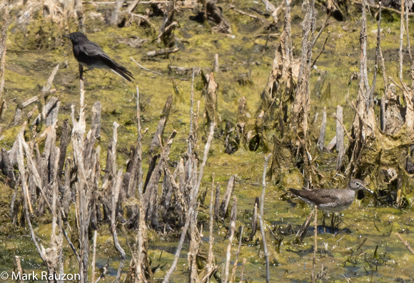 Black Phoebe and Soliatry Sandpiper