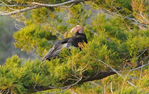 CA condor roosting for the night in a Giant Sequoia