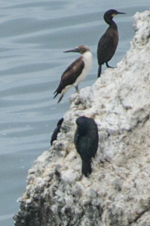 Blue-footed Booby (Sula nebouxii) w/ Brandt's Cormorants