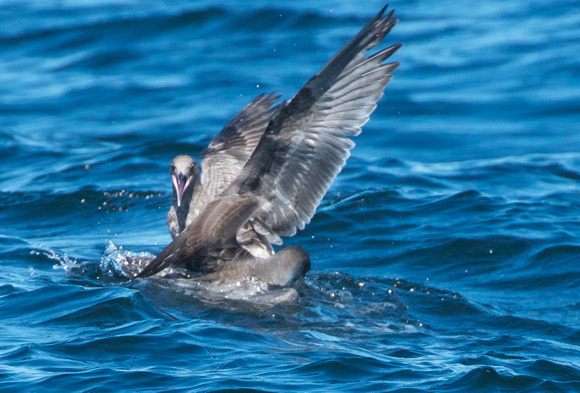 Shearwater gets fish from gull