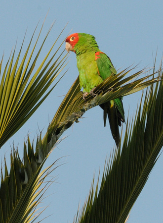 Red-faced Conure