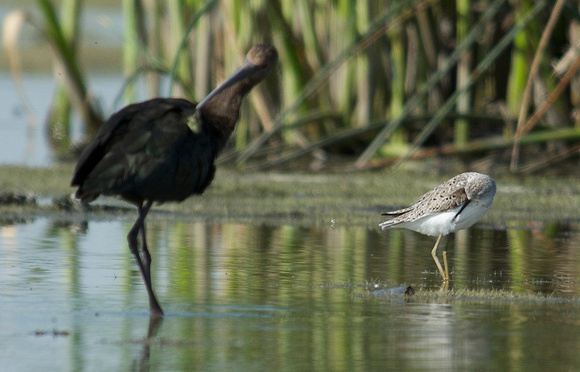 Marsh Sandpiper and White-faced Ibis
