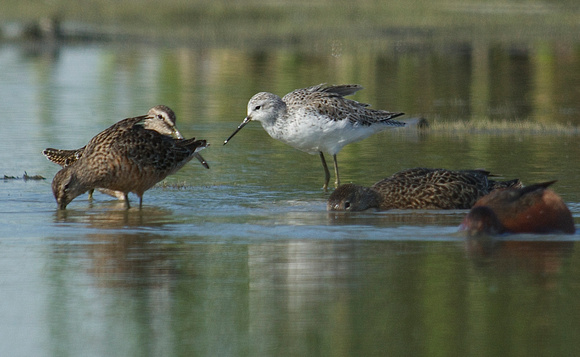 Marsh Sandpiper, Dowitcher and Teal