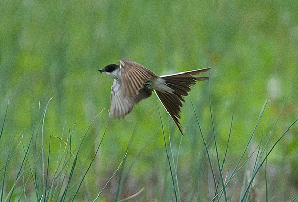 Fork-tailed Flycatcher eating bug