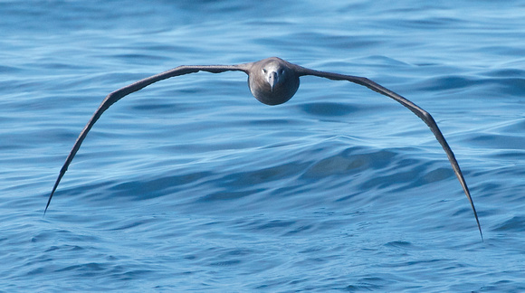 Black-footed Albatross front on