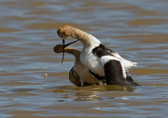 Avocets Mating