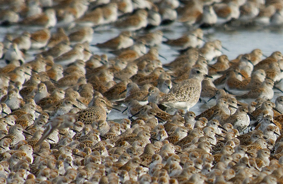 dowitcher and plover