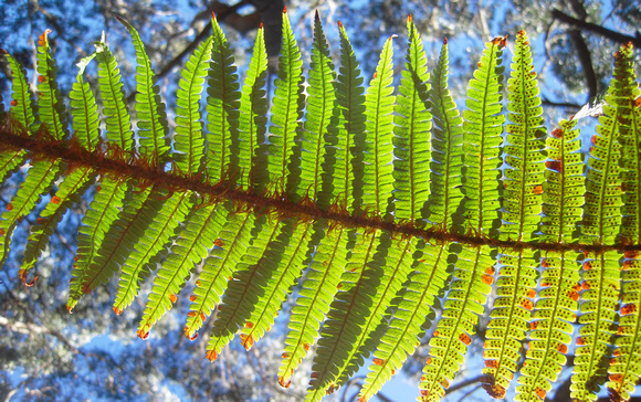 ferns by suzanne rauzon