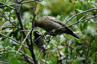 Cowbird chick fed by Black-throated Warbler- male