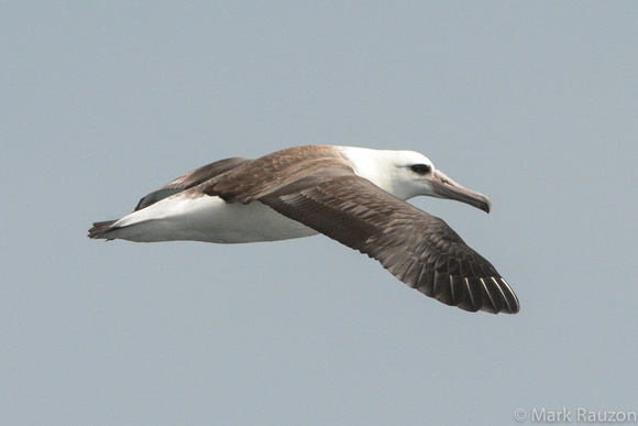Laysan Albatross (Phoebastria immutablis)