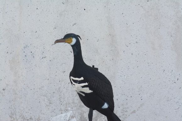 great cormorant decoy